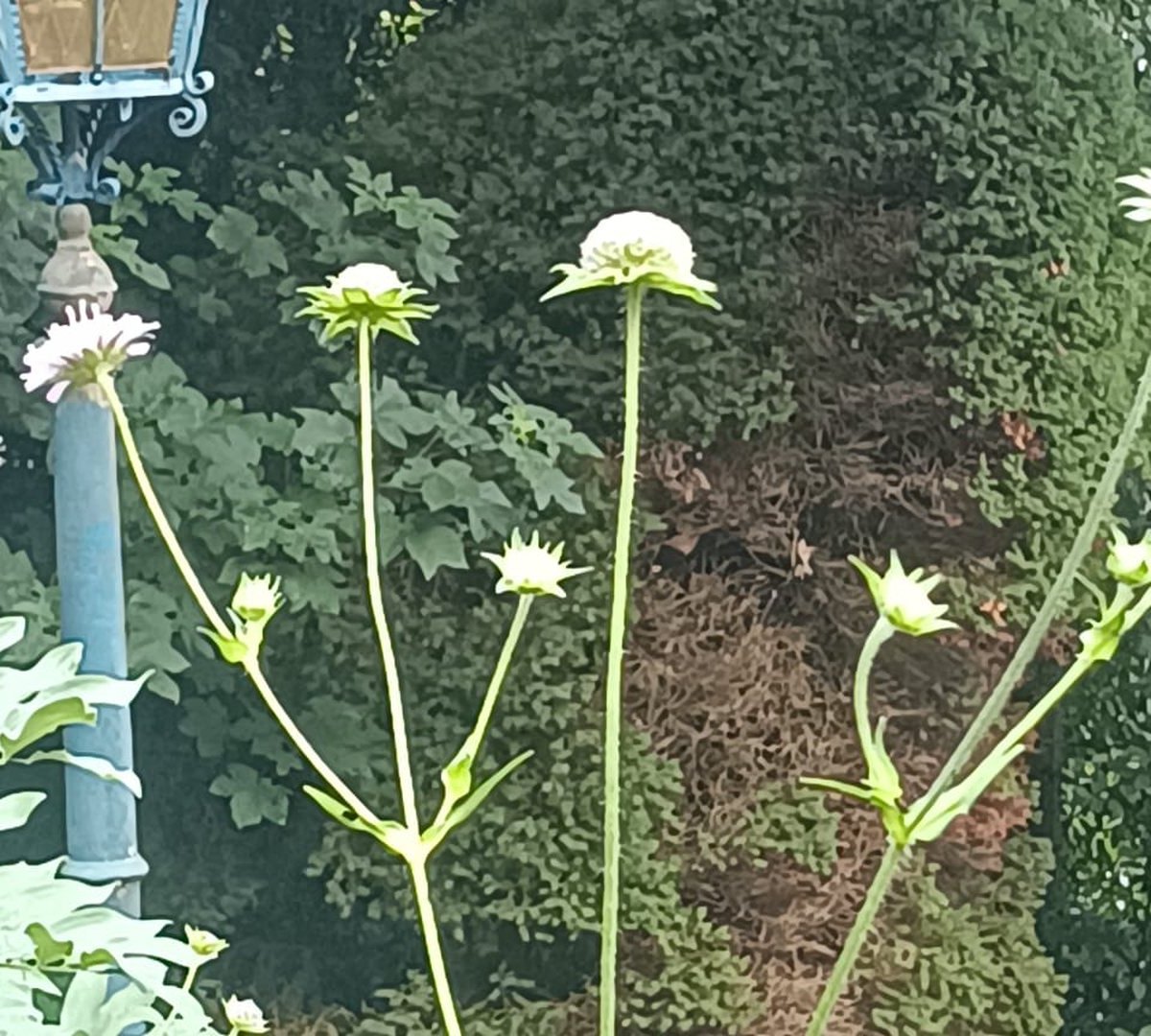 Wildflowers in the garden of the seminar house