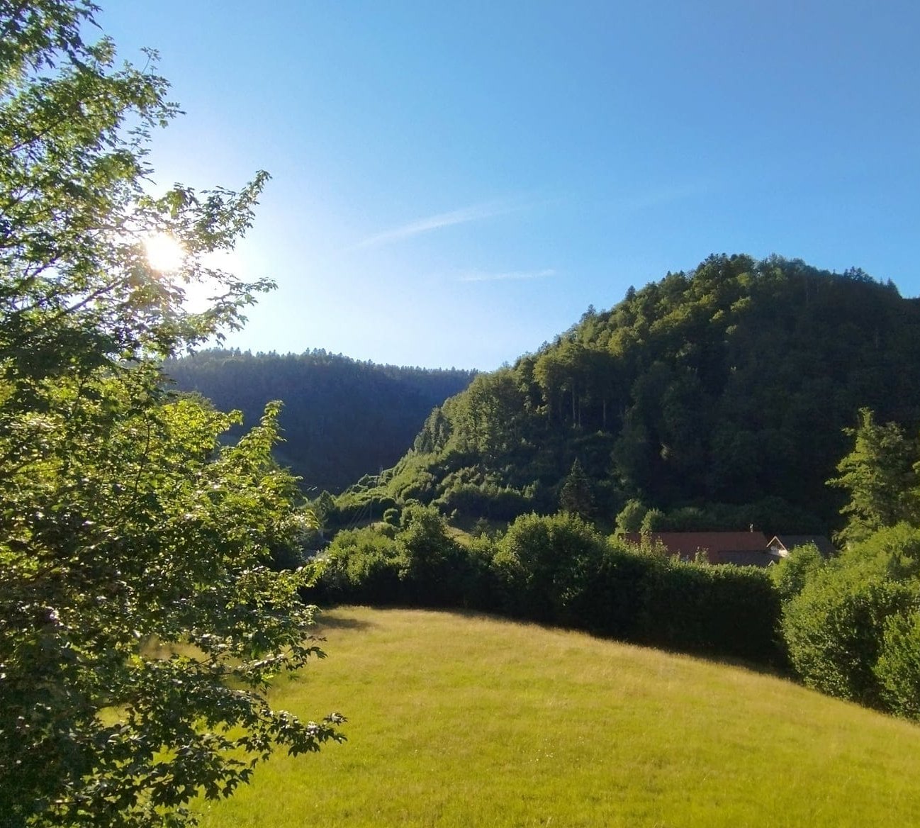 Sunlit forest valley near Todtmoos in the Black Forest