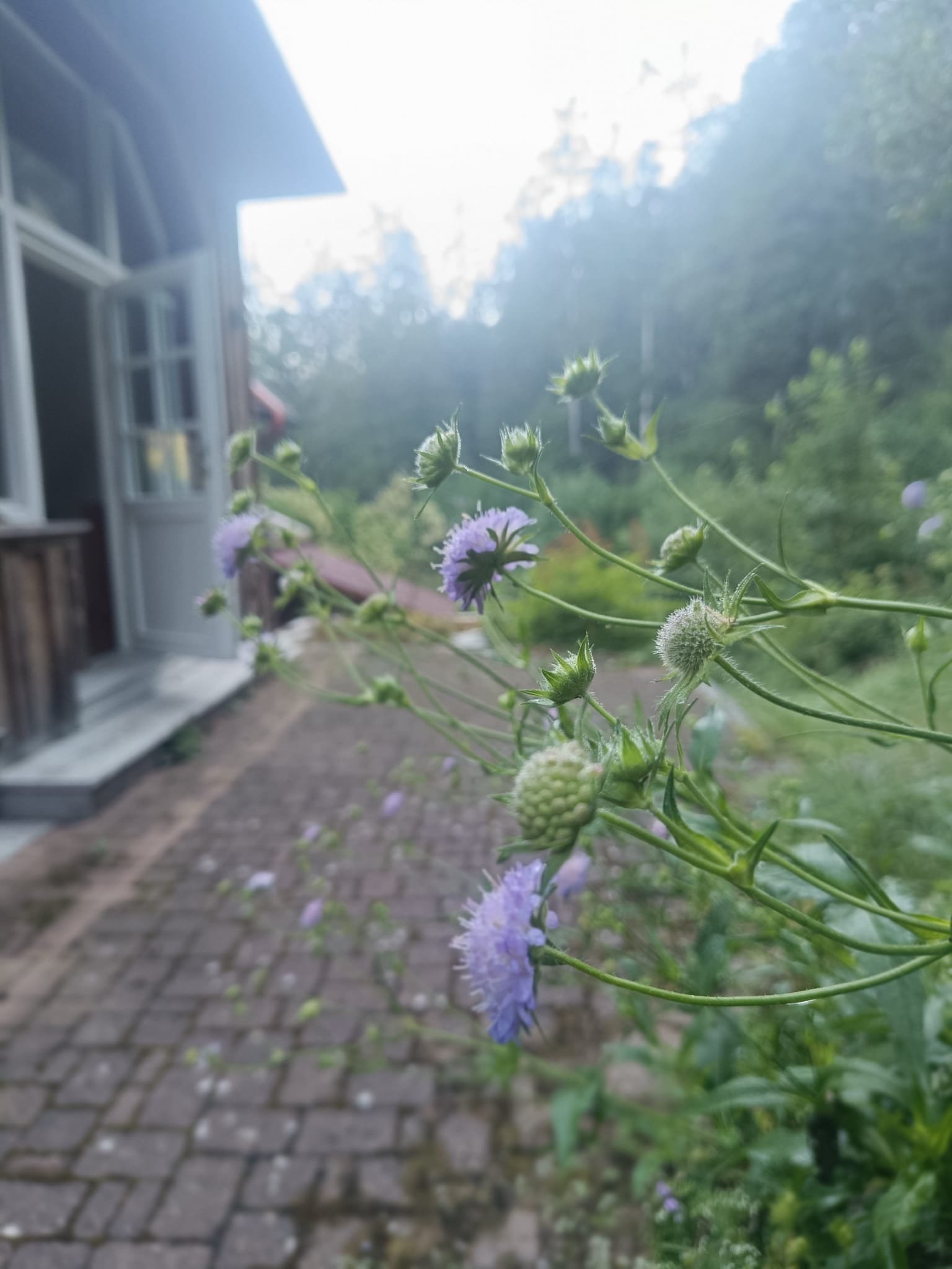 Wild flowers opening in the morning light by the seminar house