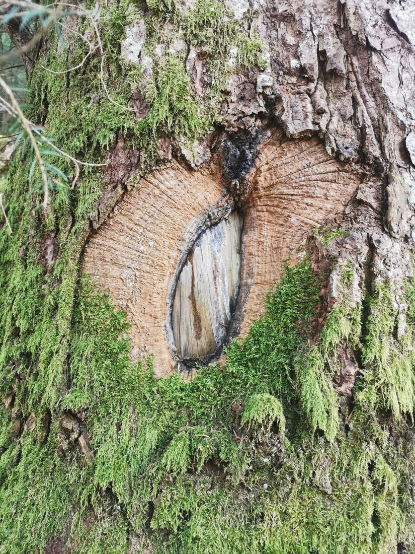 A healed scar in a mossy tree trunk, shaped like an eye