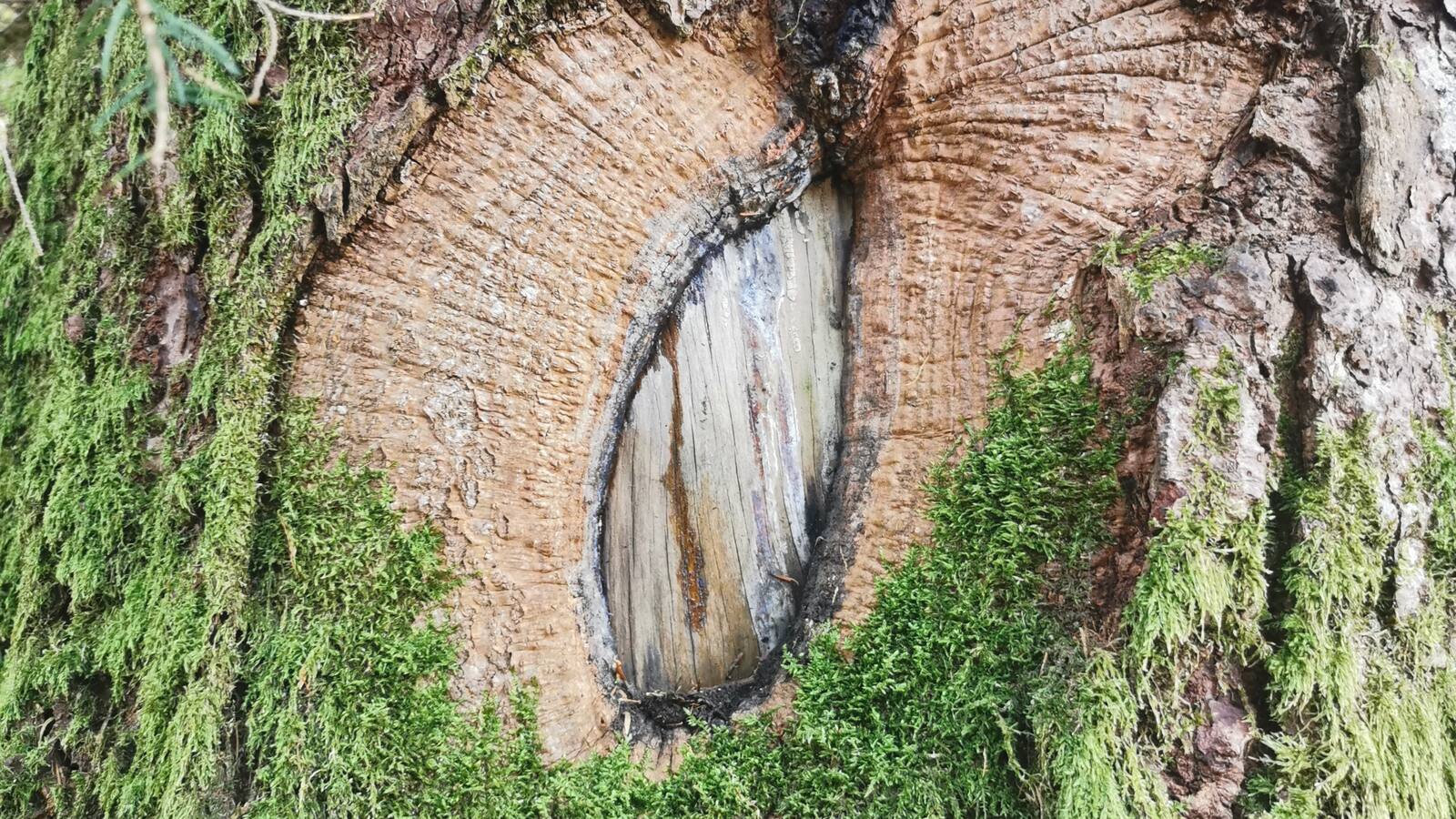 A tree that has grown around its own wound